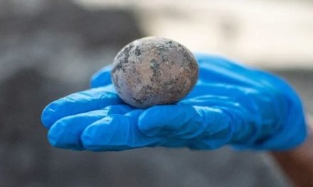 Arqueólogos rompen por accidente huevo de gallina de 1000 años de antigüedad