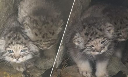 ¡Paren todo! vengan a ver a las crías de manul en Siberia