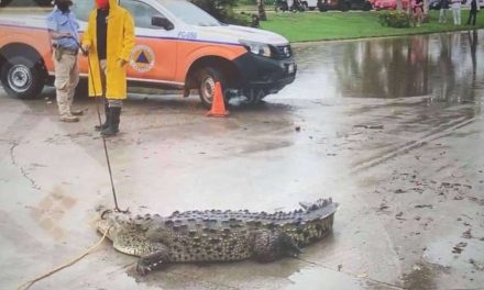 Aparece cocodrilo en las calles de Acapulco (video)