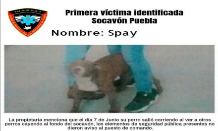 Cae perro pitbull en socavón de Puebla