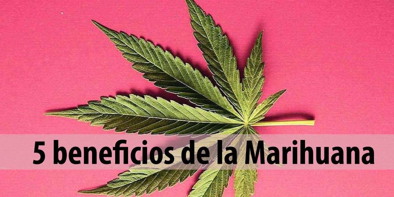 5 beneficios de la Marihuana
