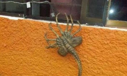 ¿Qué es el aguijón pica jopo que ha causado el terror en Colombia?
