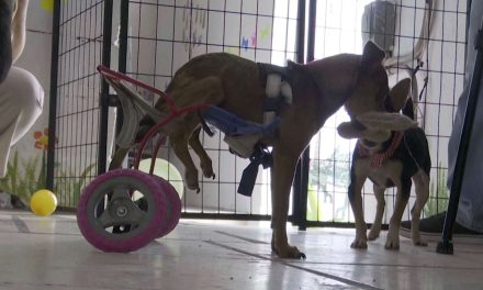 Mascotas buscan una segunda oportunidad