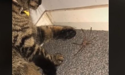 VIDEO. Michi le lanza araña a su dueña en la cara
