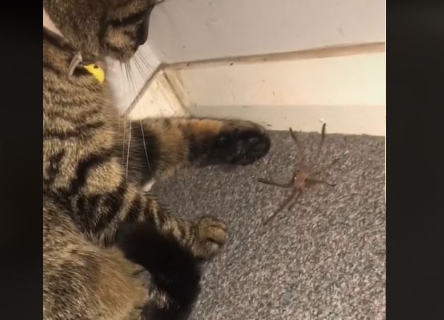 VIDEO. Michi le lanza araña a su dueña en la cara