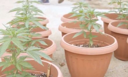 Secretario de Gobierno pide consumo con responsabilidad de la marihuana