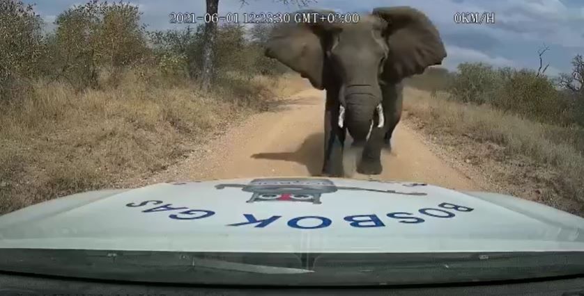VIDEO. Elefante embiste camioneta para proteger a su manada