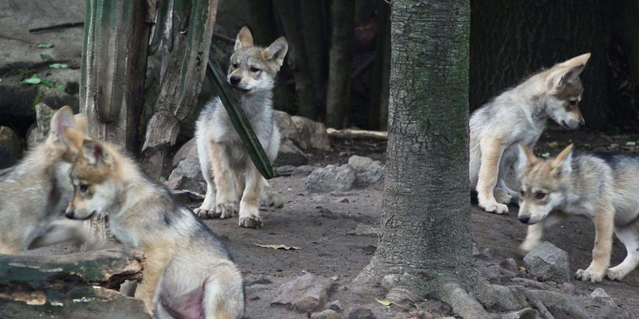 Escucha los primeros aullidos de los lobitos de Chapultepec