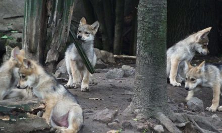 Escucha los primeros aullidos de los lobitos de Chapultepec
