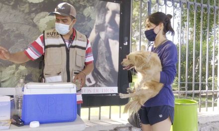 Lomitos y michis reciben vacunas y desparasitación gratis en Saltillo