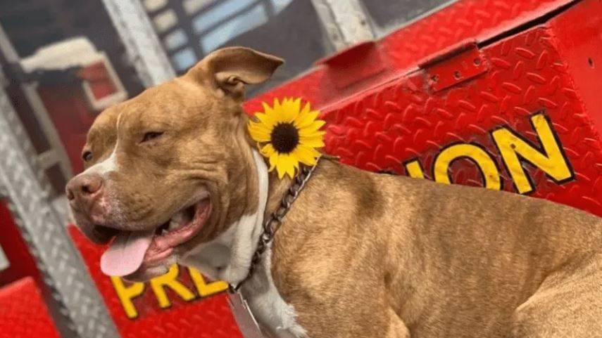 Desaparece ‘Canelo’ perro rescatista de bomberos en Nuevo León