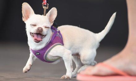 ¿Por qué les decimos ‘firulais’ a los perritos?