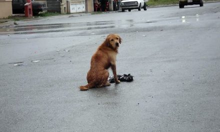 Bajo la lluvia intenta reanimar a su amigo