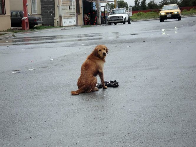 Bajo la lluvia intenta reanimar a su amigo