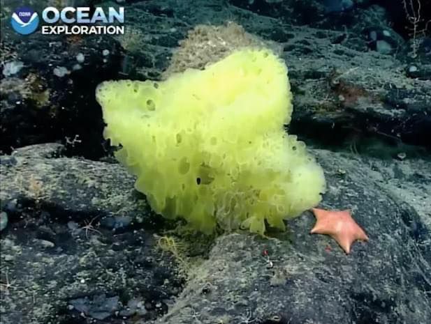¡Encuentran la versión real de Bob Esponja y Patricio!