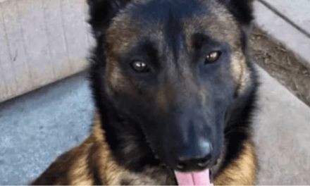 Policía mata a perro a patadas aunque fue su mascota quien inicio la pelea