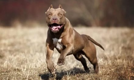 Muere niño atacado por pitbull que intentaban cruzar con otro perro