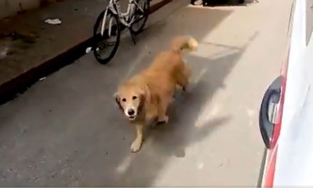 VIDEO. Perro corre detrás de ambulancia que se llevó a su dueña