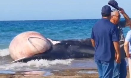 VIDEO. Ballena rescatada en Puerto Peñasco regresó a la playa muerta
