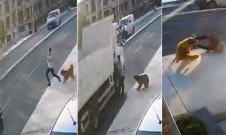 VIDEO. Lomito se pasa de lanza, ladra y provoca que atropellen a peatón