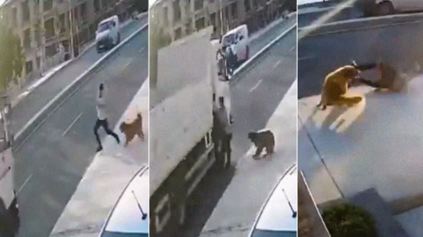 VIDEO. Lomito se pasa de lanza, ladra y provoca que atropellen a peatón