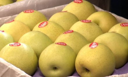 Tendrá Arteaga buena cosecha de manzana