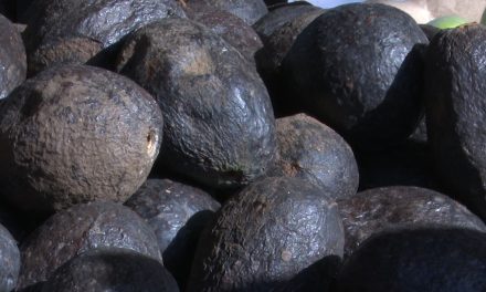 Aumenta el precio del aguacate debido al periodo de ‘la flor loca’