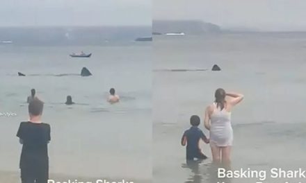 Tiburones gigantes aparecen en el agua y causan terror |VIDEO