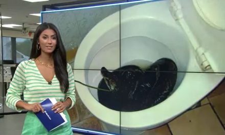 Pitón le muerde los genitales a hombre mientras usaba el baño en Australia