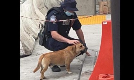 Lomito cumple su sueño americano; lo captan cruzando la frontera con Estados Unidos y se vuelve viral