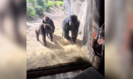VIRAL| Gorilas reaccionan tras descubrir una serpiente en su territorio