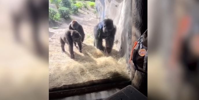 VIRAL| Gorilas reaccionan tras descubrir una serpiente en su territorio