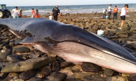 Salvan a ballena de 10 metros de largo varada en Sonora