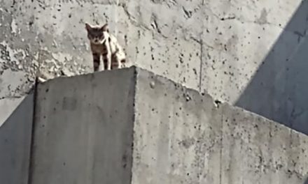 FOTOS: ¡Auxilio! Abandonan a gatito en el Sarape