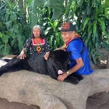 Abuelos cuidan a Jaguar negro