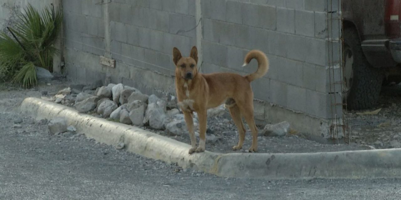 ¿Rescatistas de animales o acumuladores?