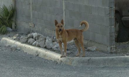¿Rescatistas de animales o acumuladores?