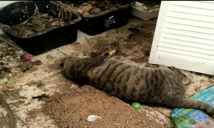 Rescataba gatos y los dejaba morir de hambre; le dan un año de cárcel