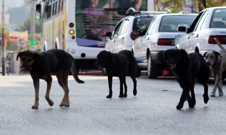 Asesina jauría de perros a hombre en mercado
