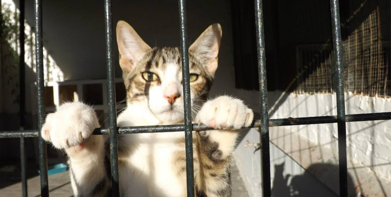 Detienen a gatito narcotraficante