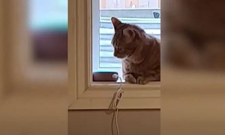 VIDEO. Gatito se hace viral por ‘ladrido’ de Alexa