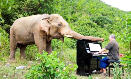 VIDEO. Pianista toca sonata de Beethoven a un elefante a las orillas de un río en Tailandia