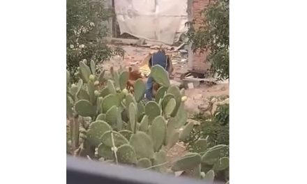 Denuncian en redes sociales maltrato a perro en Saltillo