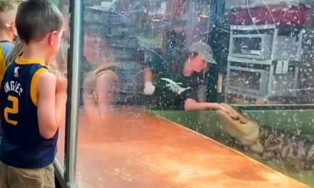Cocodrilo muerde a su entrenadora (video)