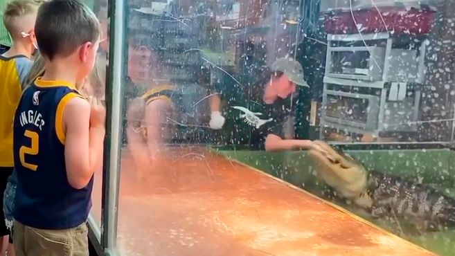 Cocodrilo muerde a su entrenadora (video)
