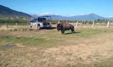 Regresa bisonte a su reserva natural