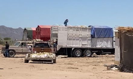 Benefician lluvias a productores de La Laguna