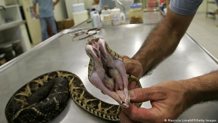 Veneno de peligrosa serpiente es estudiado para tratamiento COVID-19