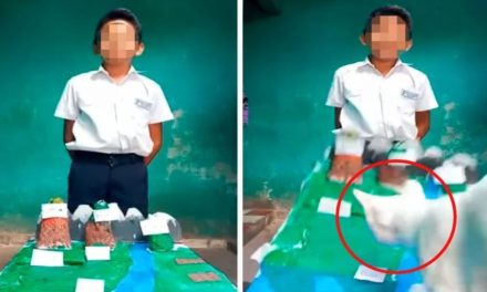 ¡Hijo de…! Gato arruina maqueta en plena exposición en línea  (video)