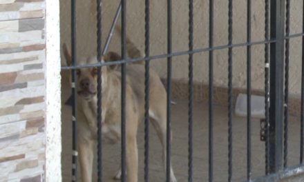 Invitan a registrar a animales de compañía